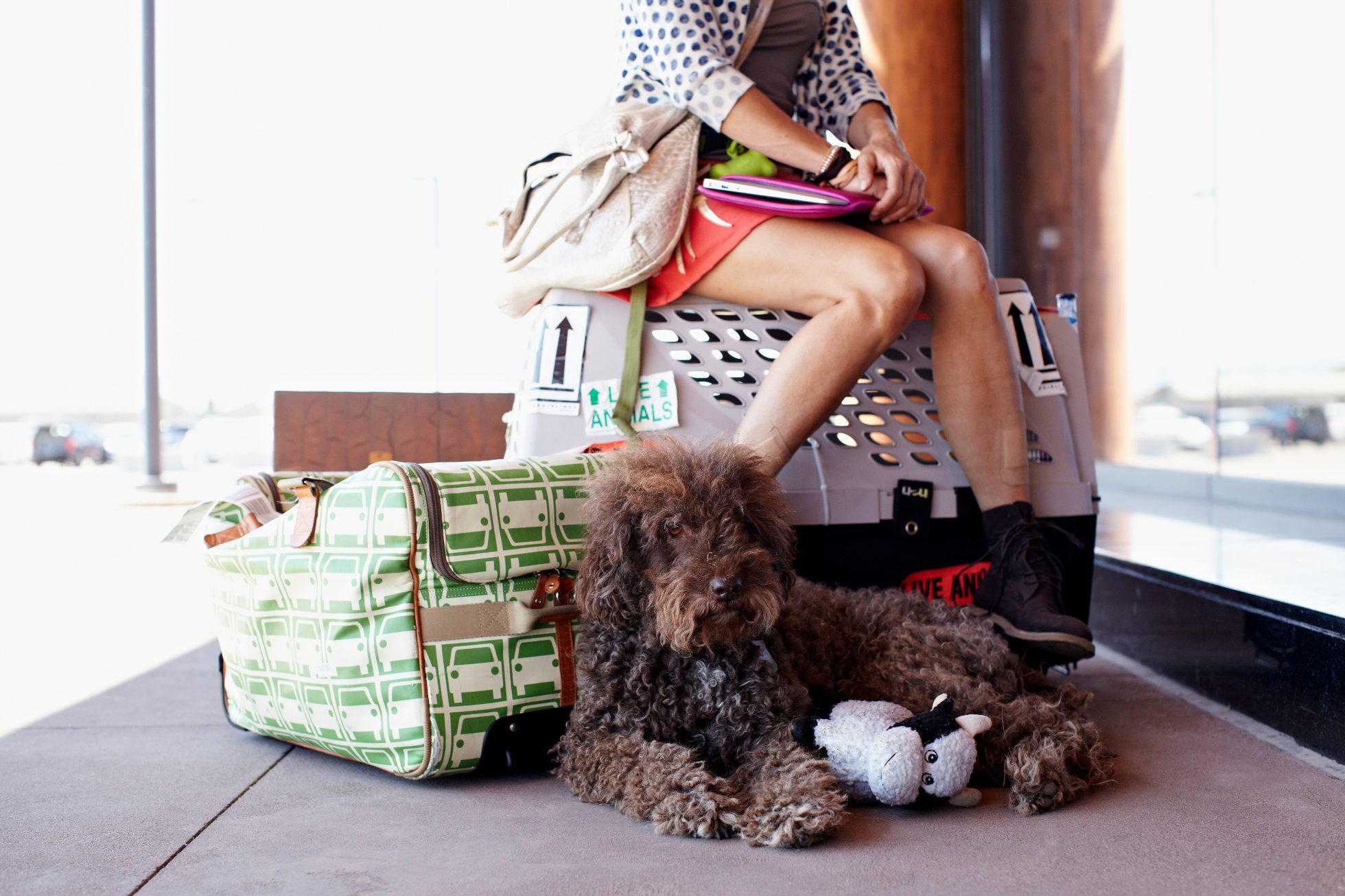 The woman is waiting at the airport with a poodle and bags